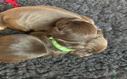 Cocker Spaniel dogs for sale: 🐶🐶🐶6 STUNNING WORKING COCKER SPANIELS🐶🐶🐶 - Image 11