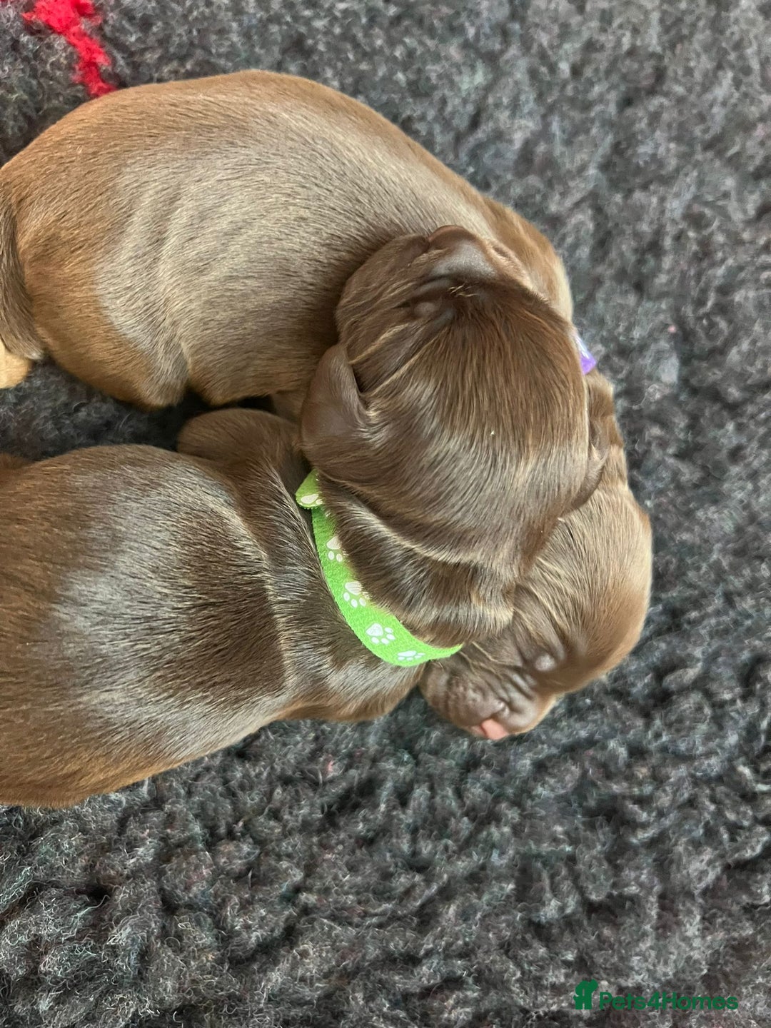 Cocker Spaniel dogs for sale: 🐶🐶🐶6 STUNNING WORKING COCKER SPANIELS🐶🐶🐶 - Image 11