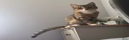 Mixed Breed cats for sale: Tabby male  - Advert 11