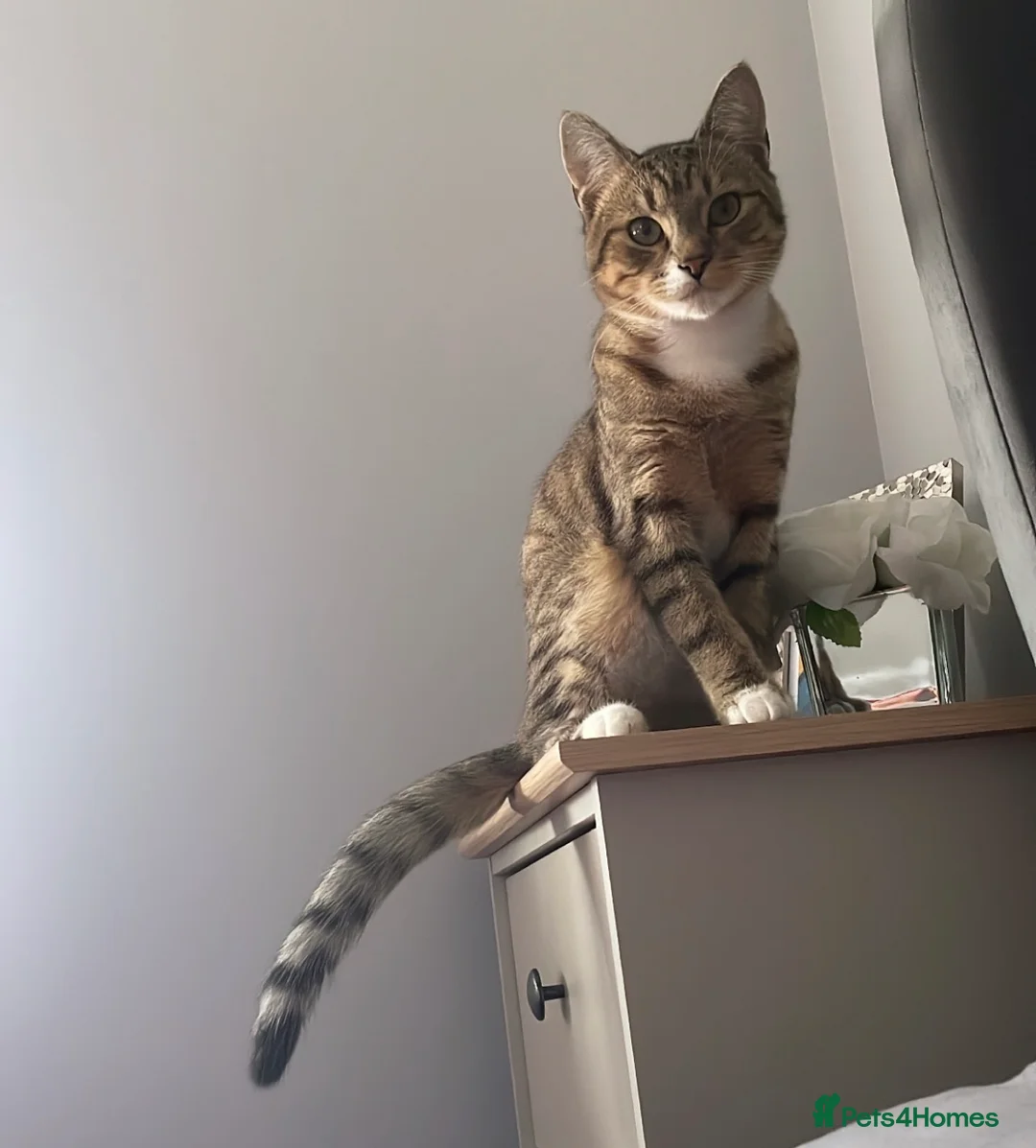 Mixed Breed cats for sale: Tabby male  - Advert 11