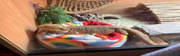 Bearded Dragon reptiles for sale: Wonderful Family Bearded Dragon For Adoption.  - Advert 2