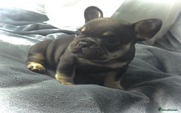 French Bulldog dogs for sale: KC Fluffy Carriers Isabella French Bulldogs puppy - Image 13