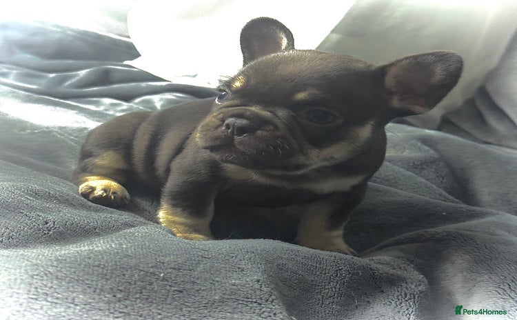 French Bulldog dogs - Advert 6
