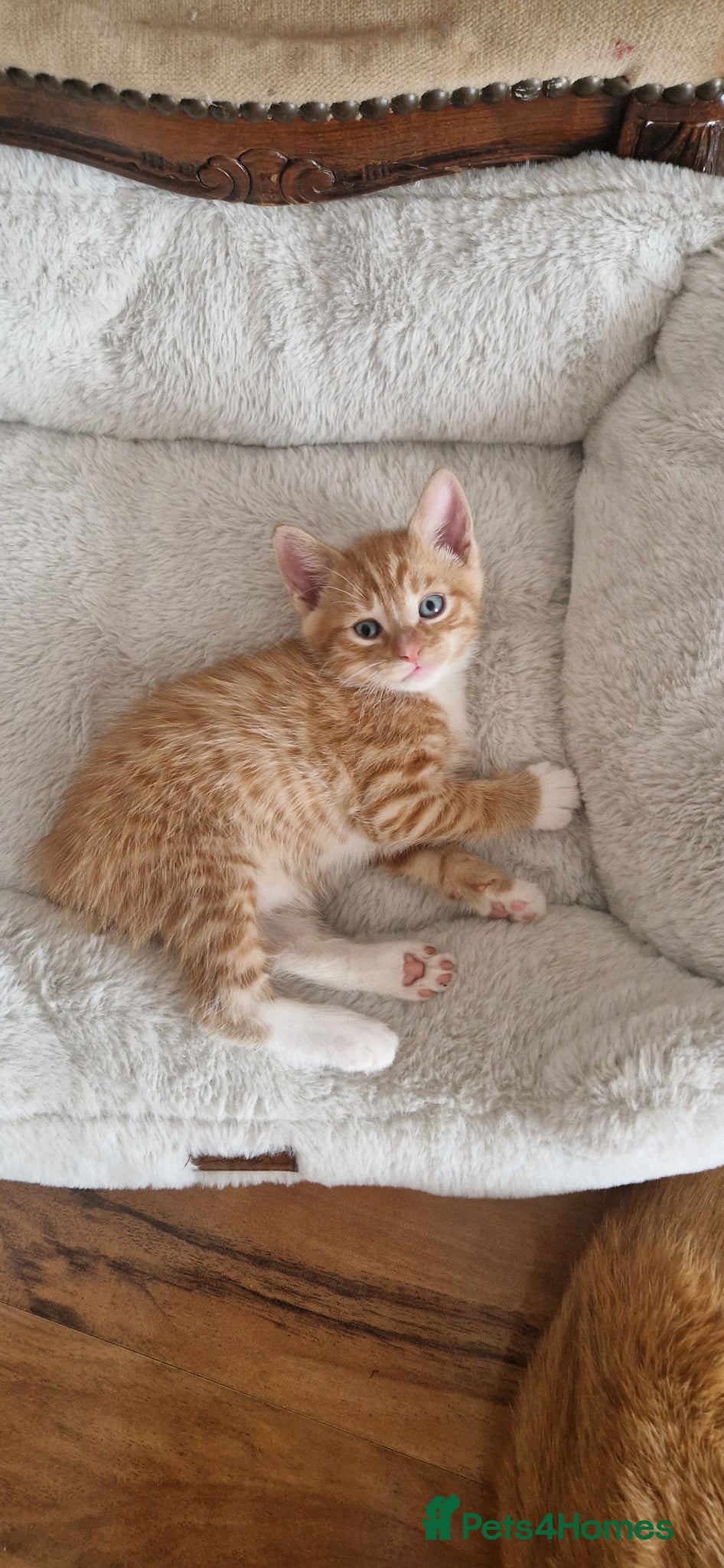 Domestic Shorthair cats for sale: Domestic Shorthair Kittens (3 males, 1 female) - Advert 12