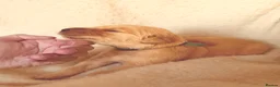 Golden Retriever dogs for sale: KC Registered Golden Retriever Puppies  - Advert 11