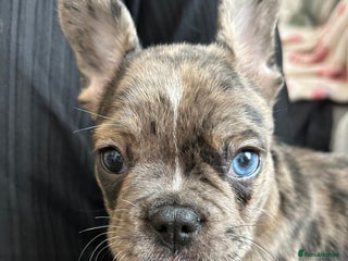French Bulldog dogs Male Merle French bulldog puppy - Advert 2