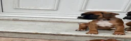 Boxer dogs for sale: READY NOW- Stunning boxer puppies - Advert 13