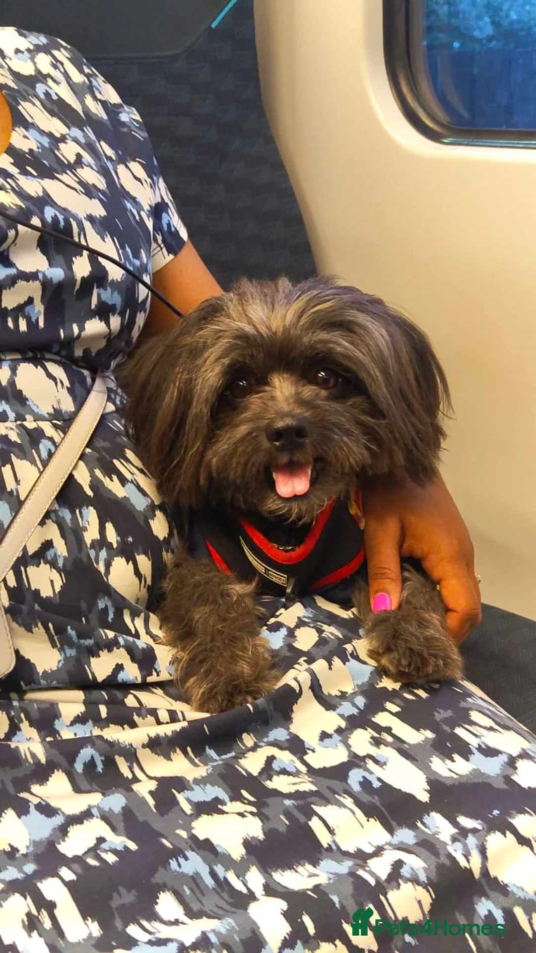 Lhasa Apso dogs for stud: Pure Lhasa Apso small sized Rare Black blue skin - Advert 4