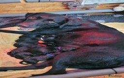 Labrador Retriever dogs for sale: 8 Beautiful Black Labrador Puppies - Image 2