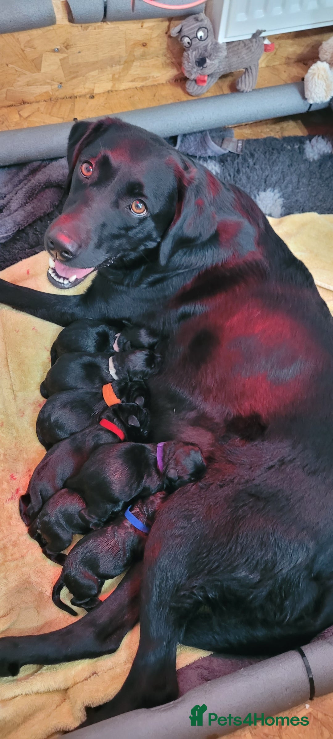 Labrador Retriever dogs for sale: 8 Beautiful Black Labrador Puppies - Image 2