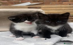 Mixed Breed cats for sale: 3 super fluffy cute kittens  - Image 2