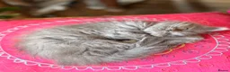 British Longhair cats for sale: Gorgeous British Long Hair X Ragdoll kittens  - Advert 12