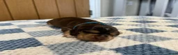Cocker Spaniel dogs for sale: Health Tested Kc Show Type Cocker Spaniel Puppies - Advert 5
