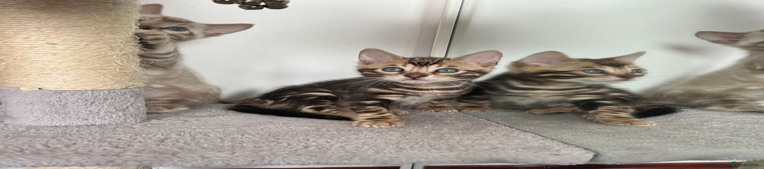 Bengal Kitten 2