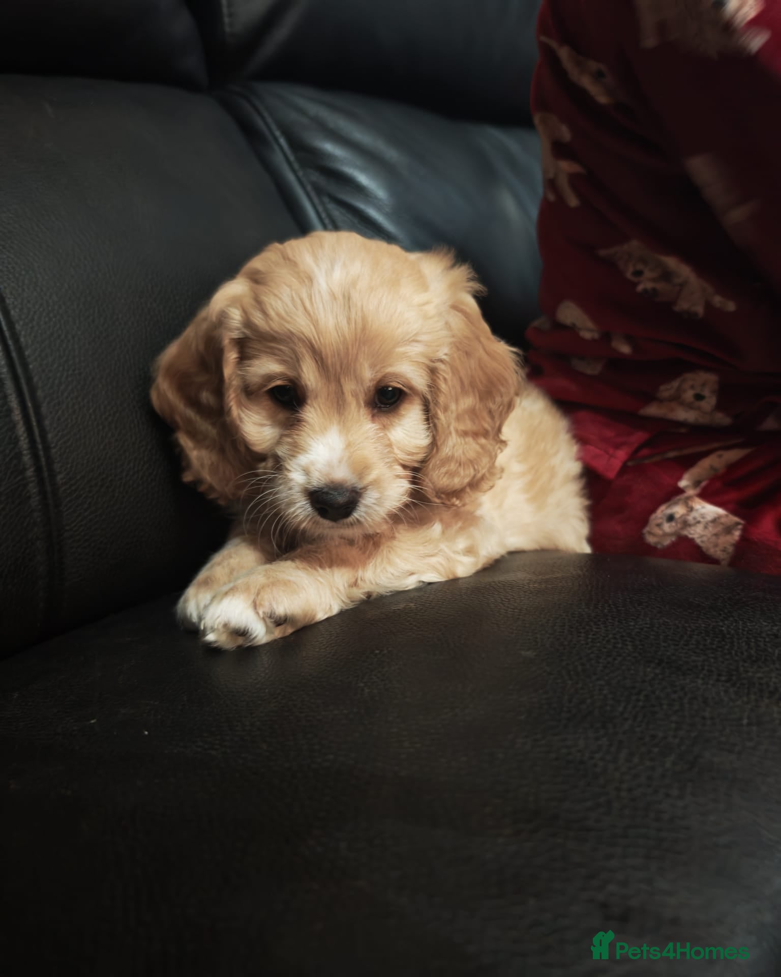 Cockapoo dogs Cockerpoo  puppys  - Advert 16