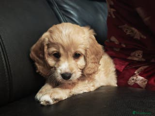 Cockapoo dogs Cockerpoo puppys - Advert 14