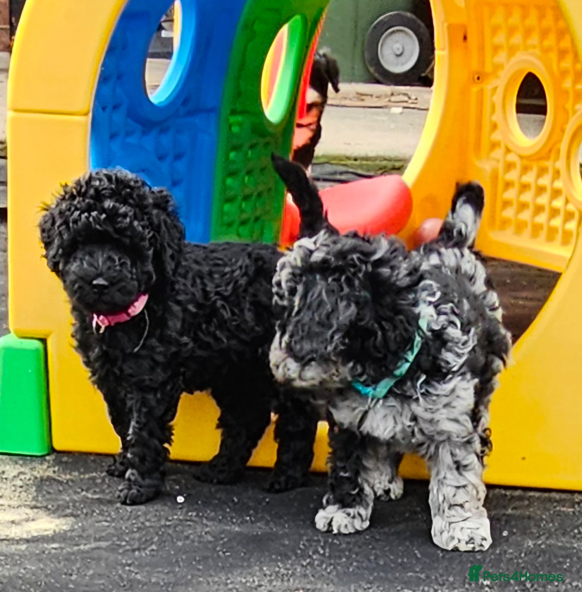 Miniature Poodle dogs stunning Miniature poodle puppies - Advert 2