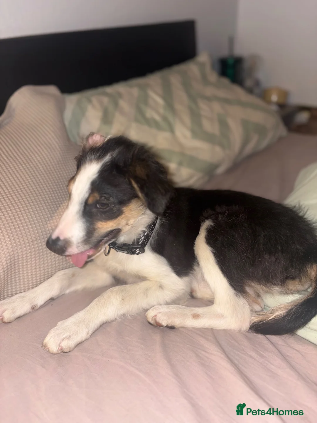 Border Collie dogs for sale: 14 week old border collie pup in Bridgend - Advert 7