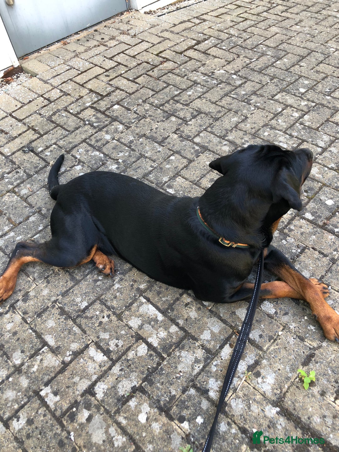 Dobermann dogs for sale: Male Rotterman  - Image 1