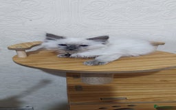 Ragdoll cats for sale: Cute Ragdoll Kittens for Sale - Image 6