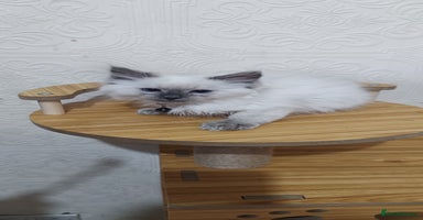 Ragdoll cats - Advert 16