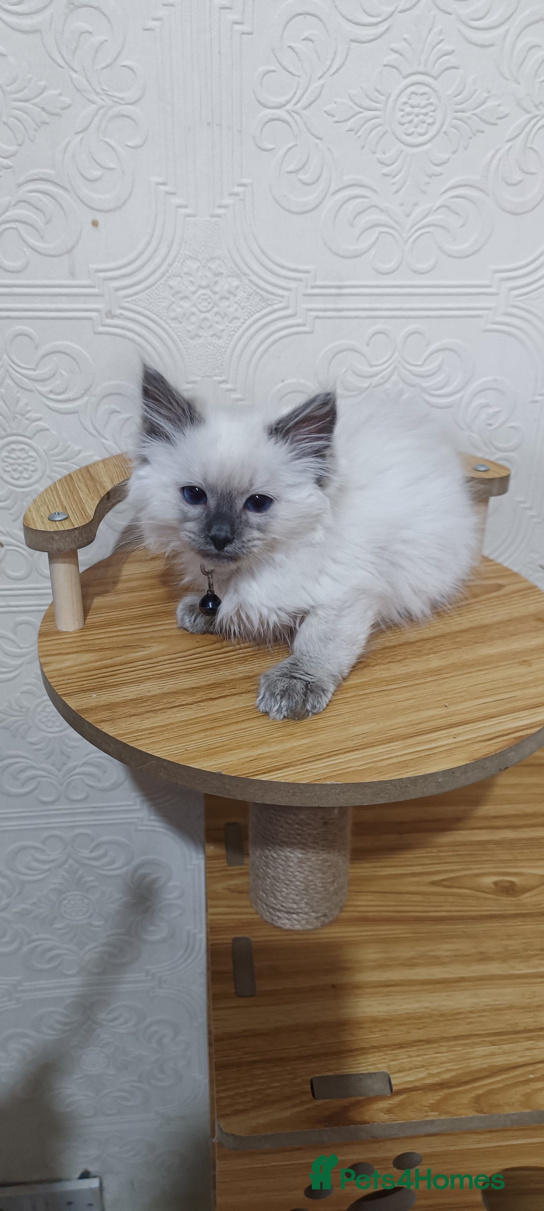 Ragdoll cats for sale: Cute Ragdoll Kittens for Sale - Image 6