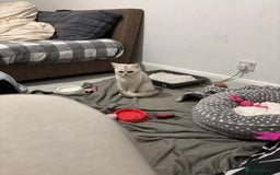 British Shorthair cats for sale: Female British shorthair - Image 3