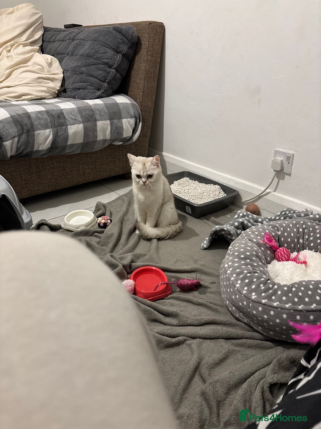 British Shorthair cats for sale: Female British shorthair - Image 3