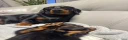 Miniature Dachshund dogs for stud: KC Reg Black and Tan Miniature Dachshund Stud - Advert 4
