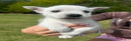 West Highland Terrier dogs for sale: West highland terrier  in Northallerton - Advert 26