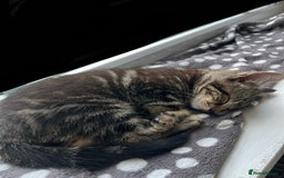 Mixed Breed cats for sale: 4 x Beautiful Adorable Kittens *Ready Now* - Image 10