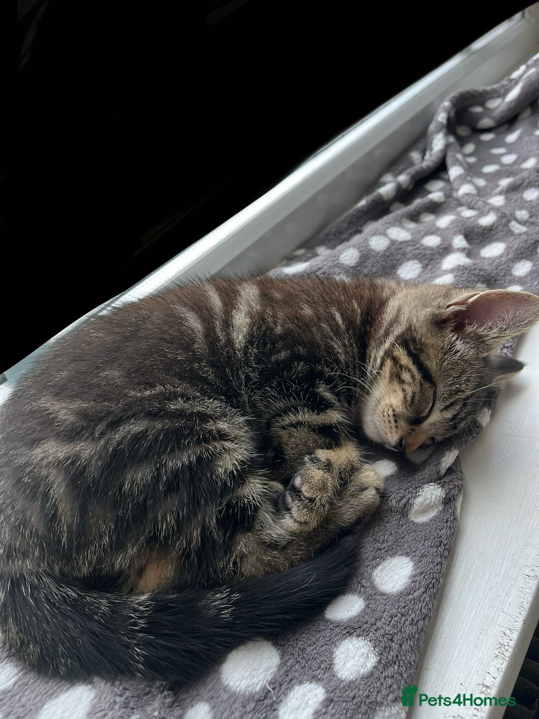Mixed Breed cats for sale: 4 x Beautiful Adorable Kittens *Ready Now* - Image 10