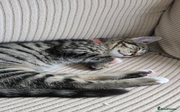 British Shorthair cats for sale: Two female shorthair kittens - must go together - Image 4