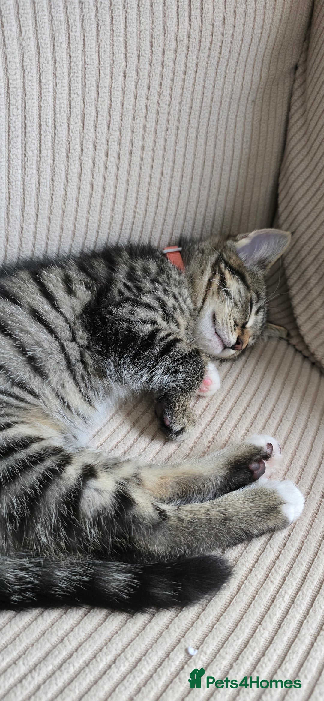 British Shorthair cats for sale: Two female shorthair kittens - must go together - Image 4