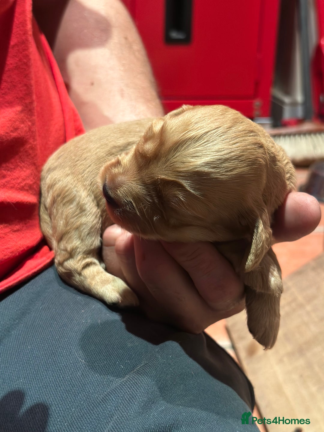 Cocker Spaniel dogs for sale: Working cocker spaniel puppies for sale - Advert 10