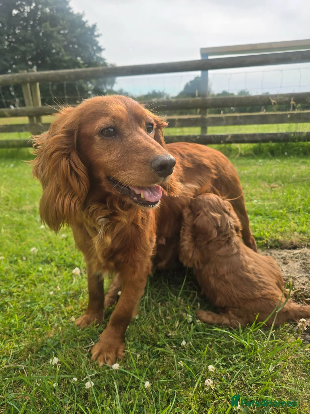 Cockapoo dogs for sale: F1 Fox red Miniature Cockapoo puppies in Preston - Advert 17