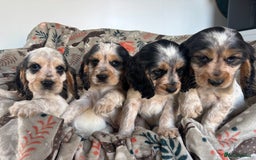Cocker Spaniel dogs for sale: Show Cocker Spaniel Puppies  - Image 15