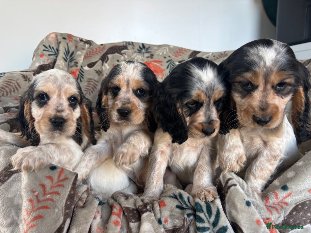 Cocker Spaniel dogs for sale: Show Cocker Spaniel Puppies  - Image 15