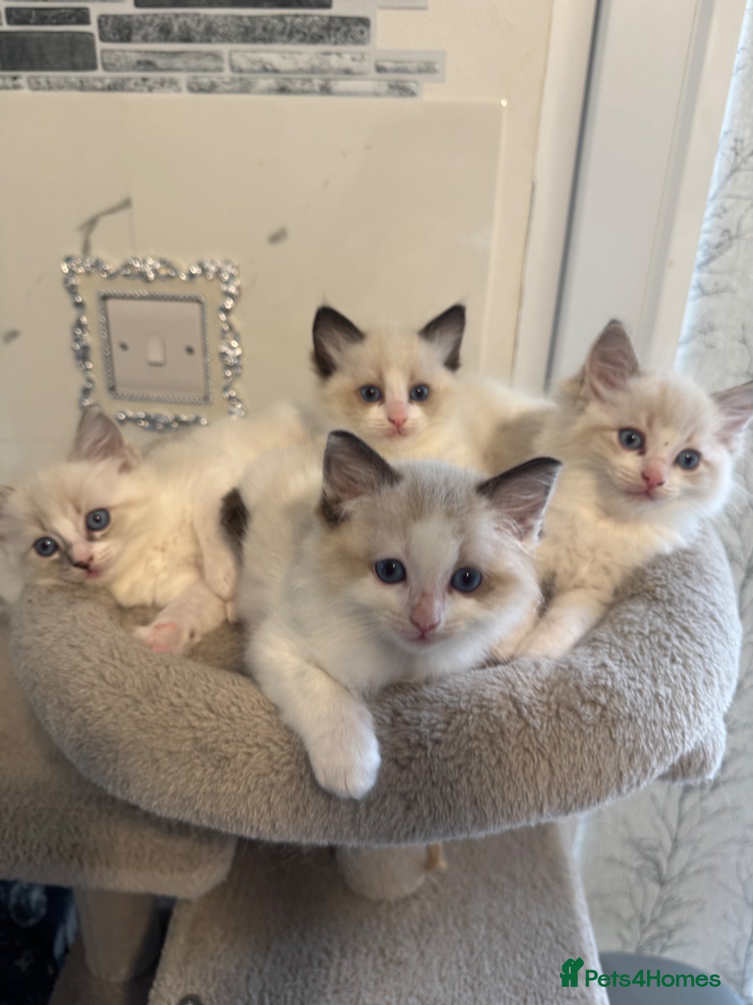Ragdoll cats Beautiful Ragdoll Kittens - Advert 1