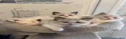 Ragdoll cats for sale: Beautiful Ragdoll Kittens - Advert 1