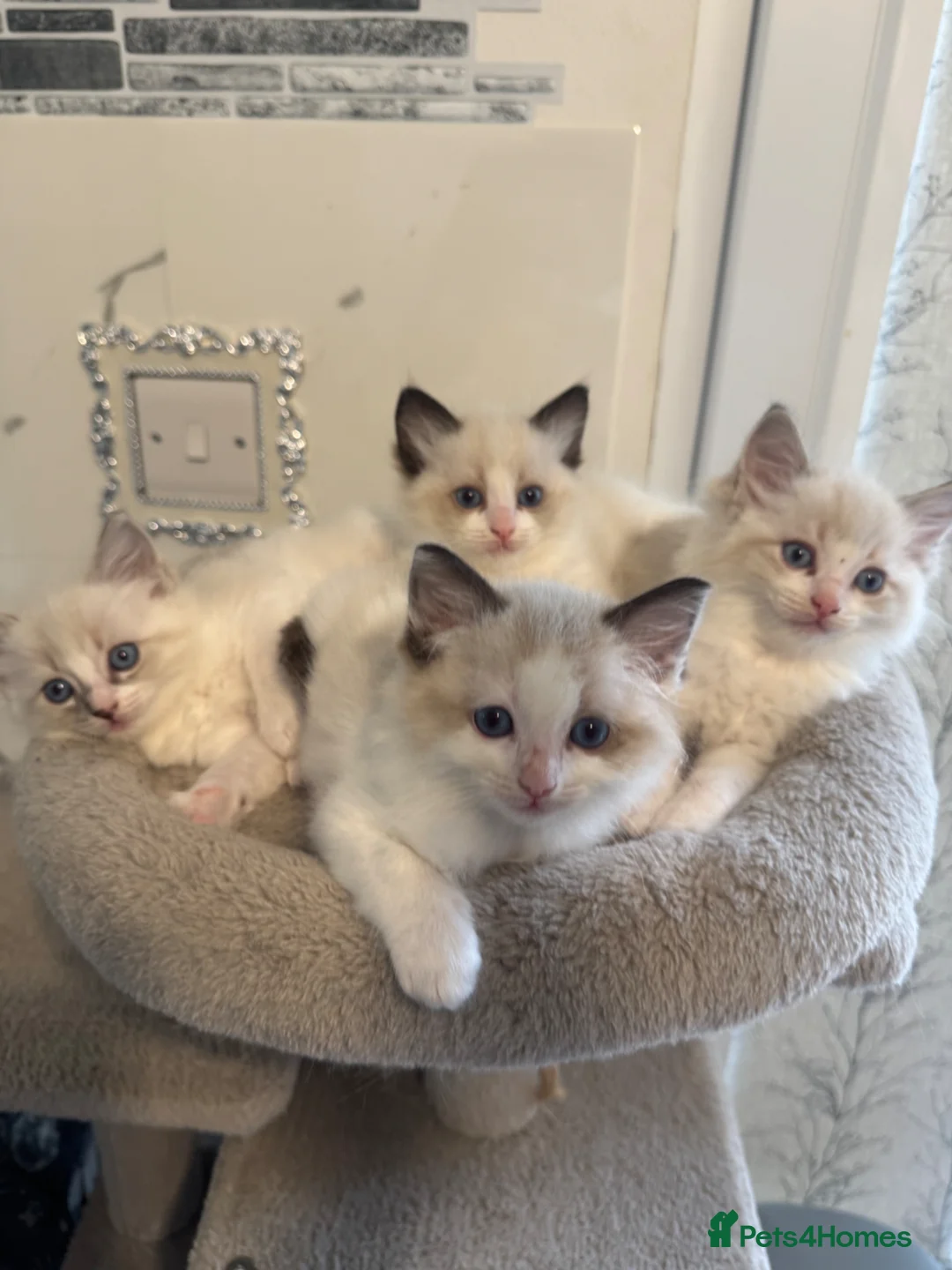 Ragdoll cats for sale: Beautiful Ragdoll Kittens - Advert 1