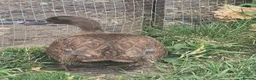 Ducks poultry for sale: Khaki Campbell growers - Advert 10