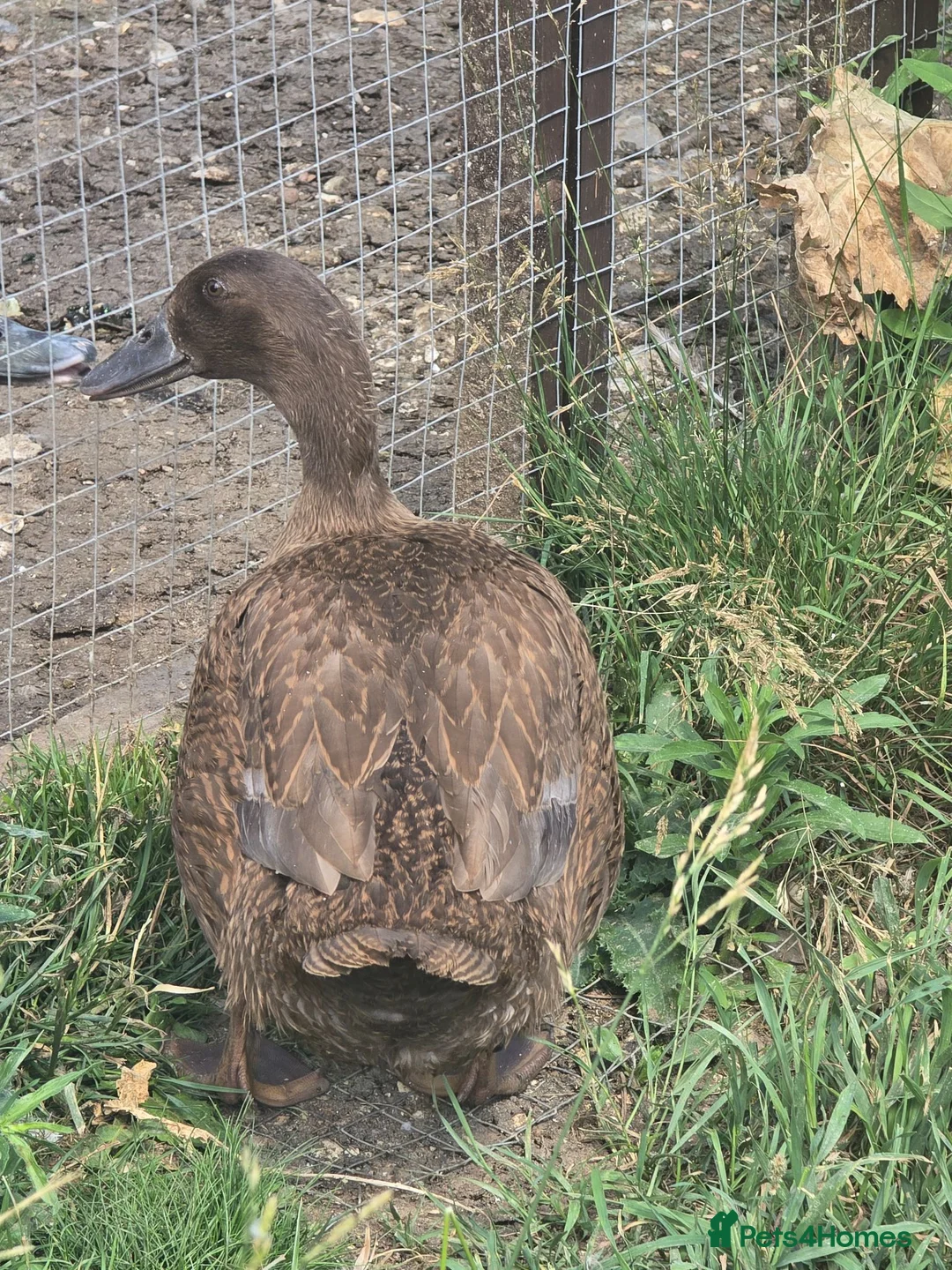 Ducks poultry for sale: Khaki Campbell growers - Advert 10