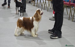 Cavalier King Charles Spaniel dogs for sale: 2 Female King Charles Cavaliers   - Advert 10