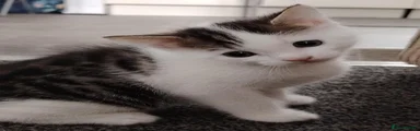 Domestic Shorthair 1