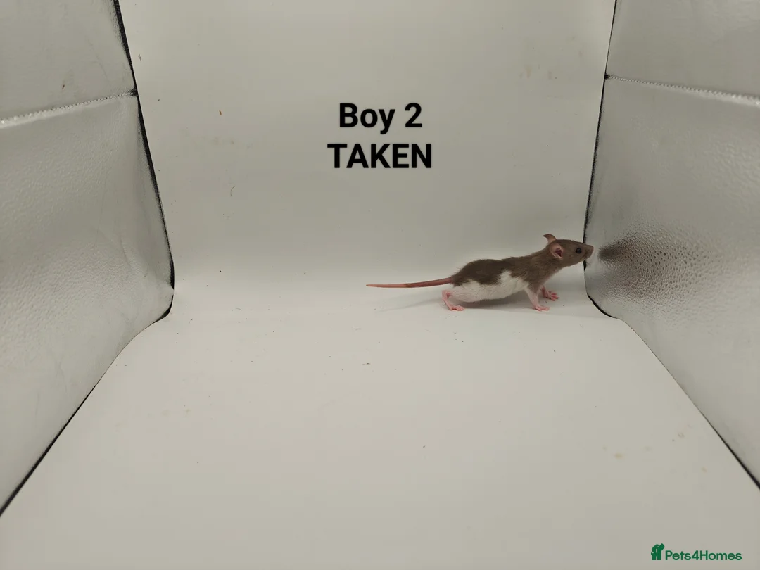 Rat rodents for sale: DEC: 24 Rats (3 Rats: 3 Boys Left) - Advert 3