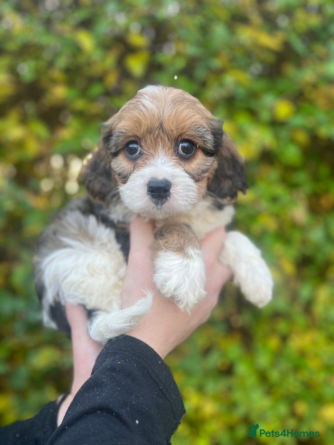 Cavachon dogs for sale: Cavachon Puppies Health Tested Clear  - Advert 1