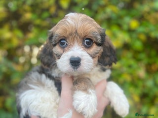 Cavachon dogs Cavachon Puppies Health Tested Clear - Advert 8