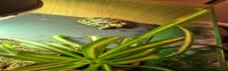 Hermann Tortoise reptiles for sale: Western Hermann tortoise for sale with full set up - Advert 2