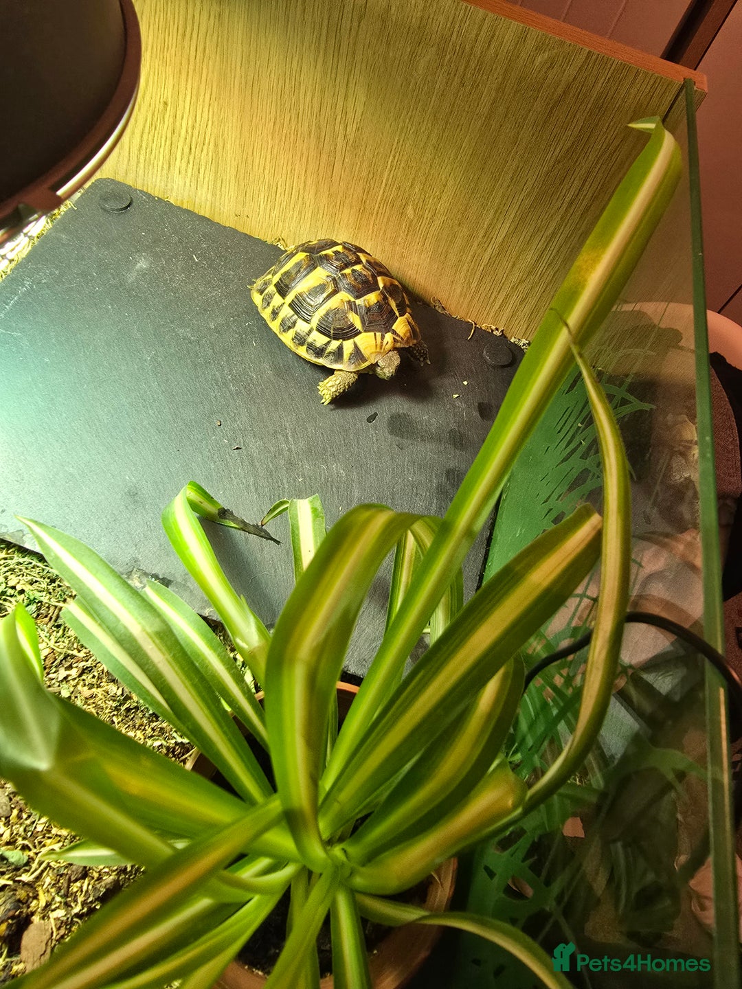 Hermann Tortoise reptiles for sale: Western Hermann tortoise for sale with full set up - Advert 2